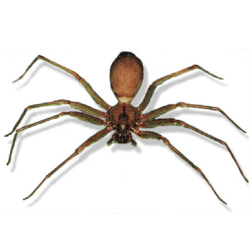 spider control