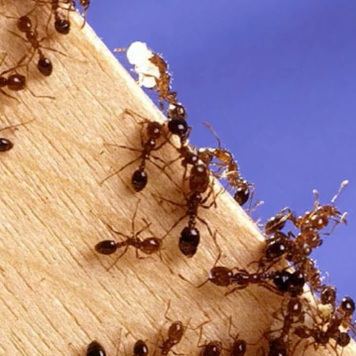 ant removal