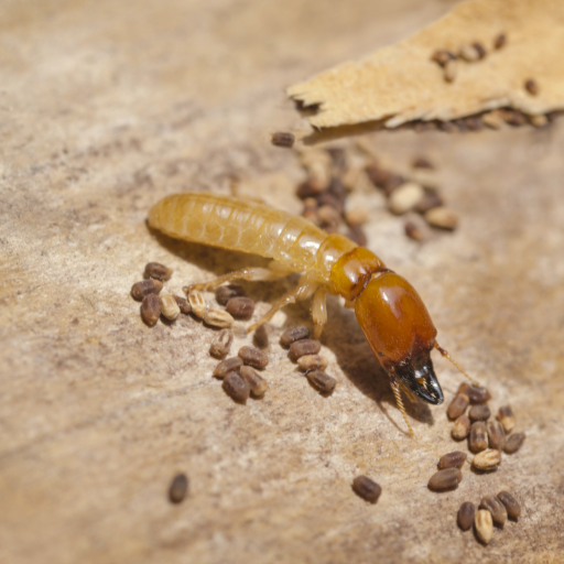 termite control