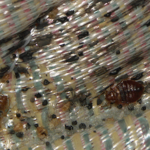 bed bug control
