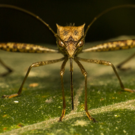 mosquito control